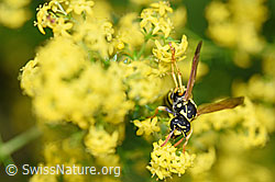Französische Feldwespe (Polistes dominula) auf Echtes Labkraut (Galium verum) (F169701) Französische Feldwespe (Polistes dominula) auf Echtes Labkraut (Galium verum) (F169701)