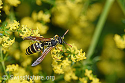 Französische Feldwespe (Polistes dominula) auf Echtes Labkraut (Galium verum)