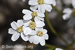 Moschus-Schafgarbe (Achillea erba-rotta) (F169820) Moschus-Schafgarbe (Achillea erba-rotta) (F169820)