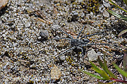 F169831: Pardosa saturatior (Wolfspinne) auf Sandboden