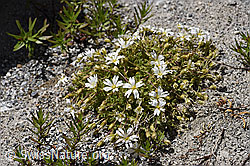 Einblütiges Hornkraut (Cerastium uniflorum) (F169871) Einblütiges Hornkraut (Cerastium uniflorum) (F169871)