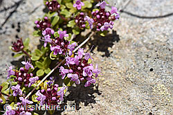 Vielhaariger Thymian (Thymus polytrichus) (F169896) Vielhaariger Thymian (Thymus polytrichus) (F169896)