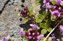 Vielhaariger Thymian (Thymus polytrichus) (F169897) Vielhaariger Thymian (Thymus polytrichus) (F169897)
