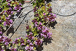 Vielhaariger Thymian (Thymus polytrichus) (F169898) Vielhaariger Thymian (Thymus polytrichus) (F169898)