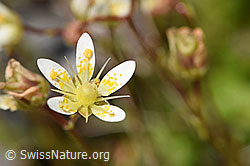Foto: Moosartiger Steinbrech (Saxifraga bryoides)