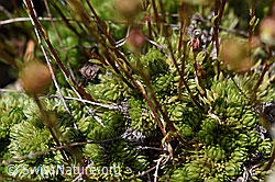 Foto: Moosartiger Steinbrech (Saxifraga bryoides)