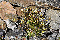 Foto: Moosartiger Steinbrech (Saxifraga bryoides)