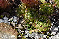 Berg-Hauswurz (Sempervivum montanum) (F169916) Berg-Hauswurz (Sempervivum montanum) (F169916)