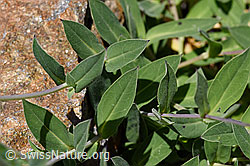 Gemeines Leimkraut (Silene vulgaris) (F169945) Gemeines Leimkraut (Silene vulgaris) (F169945)