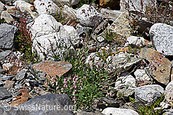 Gemeines Leimkraut (Silene vulgaris) (F169947) Gemeines Leimkraut (Silene vulgaris) (F169947)