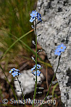 Sumpf-Vergissmeinnicht (Myosotis scorpioides) (F169993) Sumpf-Vergissmeinnicht (Myosotis scorpioides) (F169993)