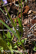 Sumpf-Vergissmeinnicht (Myosotis scorpioides) (F169994) Sumpf-Vergissmeinnicht (Myosotis scorpioides) (F169994)