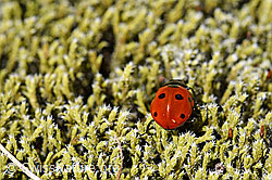 Siebenpunkt Marienkäfer (Coccinella septempunctata) (07.2020, F170017)