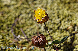 Braun-Klee (Trifolium badium) (F170019)