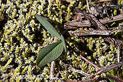 Braun-Klee (Trifolium badium) (F170020)