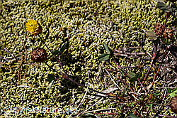 Braun-Klee (Trifolium badium) (F170022)