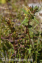Foto: Schmalblättriger Klappertopf (Rhinanthus glacialis)