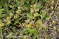 Glänzender Silbermantel (Alchemilla nitida) (07.2020, F170031)