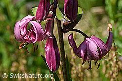 Blüten des Türkenbund (Lilium martagon) (F170083)