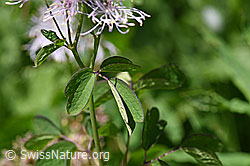 Foto: Akeleiblättrige Wiesenraute (Thalictrum aquilegiifolium)