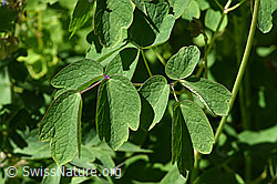 Foto: Akeleiblättrige Wiesenraute (Thalictrum aquilegiifolium)