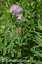 Foto: Akeleiblättrige Wiesenraute (Thalictrum aquilegiifolium)