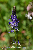 Photo: Phyteuma betonicifolium