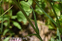 Photo: Phyteuma betonicifolium