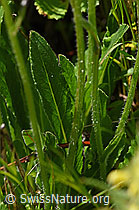 Foto: Bärtige Glockenblume (Campanula barbata)