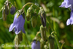 Foto: Bärtige Glockenblume (Campanula barbata)