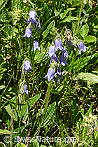 Foto: Bärtige Glockenblume (Campanula barbata)