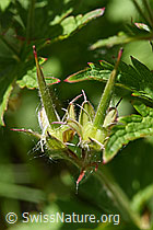 Wald-Storchschnabel (Geranium sylvaticum) (F170111)