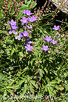 Wald-Storchschnabel (Geranium sylvaticum) (F170114)