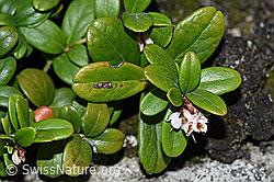 Foto: Preiselbeere (Vaccinium vitis-idaea)