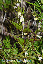 Heide-Wachtelweizen (Melampyrum pratense) (F170128) Heide-Wachtelweizen (Melampyrum pratense) (F170128)
