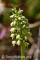 Foto: Weisszunge (Pseudorchis albida)
