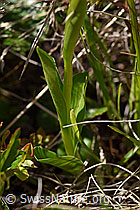 Foto: Weisszunge (Pseudorchis albida)