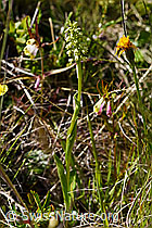 Foto: Weisszunge (Pseudorchis albida)
