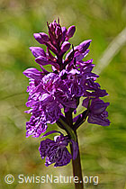 Geflecktes Knabenkraut (Dactylorhiza maculata) (F170144)