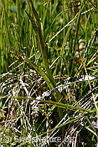 Geflecktes Knabenkraut (Dactylorhiza maculata) (F170145)
