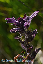 Foto: Alpenhelm (Bartsia alpina)