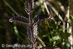 Foto: Alpenhelm (Bartsia alpina)