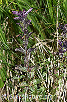Foto: Alpenhelm (Bartsia alpina)
