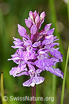 Geflecktes Knabenkraut (Dactylorhiza maculata) (F170154)