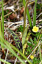 Geflecktes Knabenkraut (Dactylorhiza maculata) (F170158)