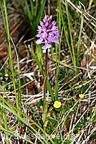 Geflecktes Knabenkraut (Dactylorhiza maculata) (F170160)