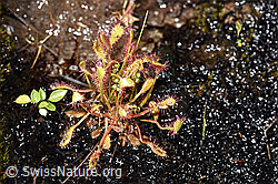 Foto: Langblättriger Sonnentau (Drosera anglica)