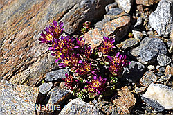 Zweiblütiger Steinbrech (Saxifraga biflora) (F170306) Zweiblütiger Steinbrech (Saxifraga biflora) (F170306)