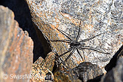 Pardosa saturatior (Wolfspinne) (07.2020, F170347)