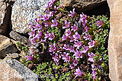 Berglandhummel (Bombus monticola) auf Gegenblättrigem Steinbrech (Saxifraga oppositifolia) (07.2020, F170350)